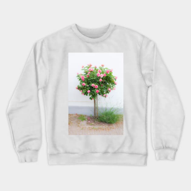 Rose bush, wall, rose, roses, pink, Putbus, Rügen, soft, flower Crewneck Sweatshirt by Kruegerfoto